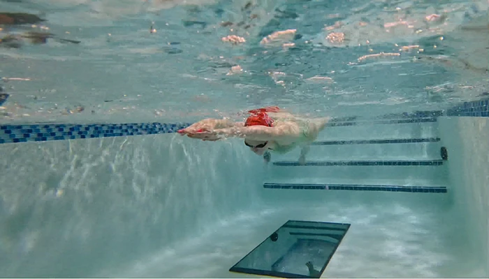 White dog swimming underwater in red vest